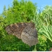Peacock Butterfly Inachis io Pupae 